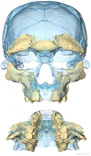تم التوصل إلى الحالة الحديثة لهيكل الوجه قبل 300 ألف سنة في الأشكال المبكرة للإنسان العاقل المعروف اليوم.